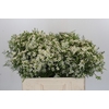 Chamelaucium Ivory Pearl