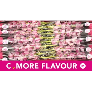 Mini cymbidium 'Riaad' 60 cm