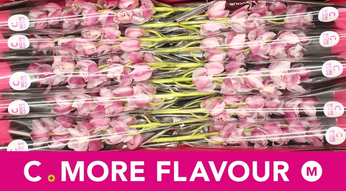 <h4>Mini cymbidium 'Riaad' 60 cm</h4>