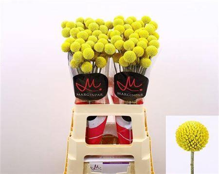 <h4>Cras Paintball Pop</h4>