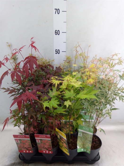 <h4>Acer palmatum</h4>