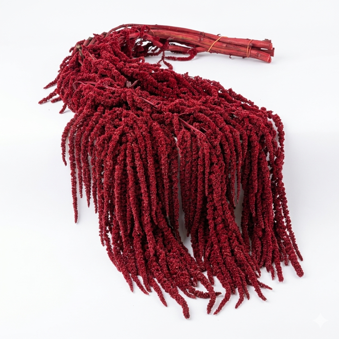 <h4>Dried Bleached Amaranthus Caudatus Wine Red</h4>