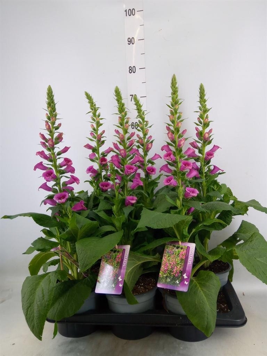 <h4>Digitalis purp.</h4>