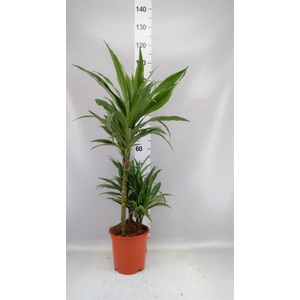 Dracaena fr de 'Warneckei'
