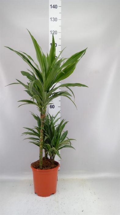 <h4>Dracaena fr de 'Warneckei'</h4>