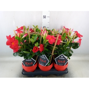 Mandevilla  'Sundavil Early Scarle'