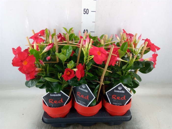 <h4>Mandevilla  'Sundavil Early Scarle'</h4>