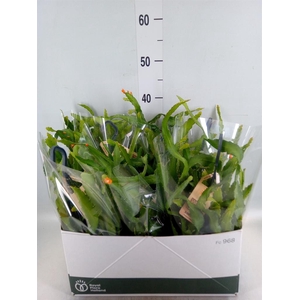 Rhipsalis   ...