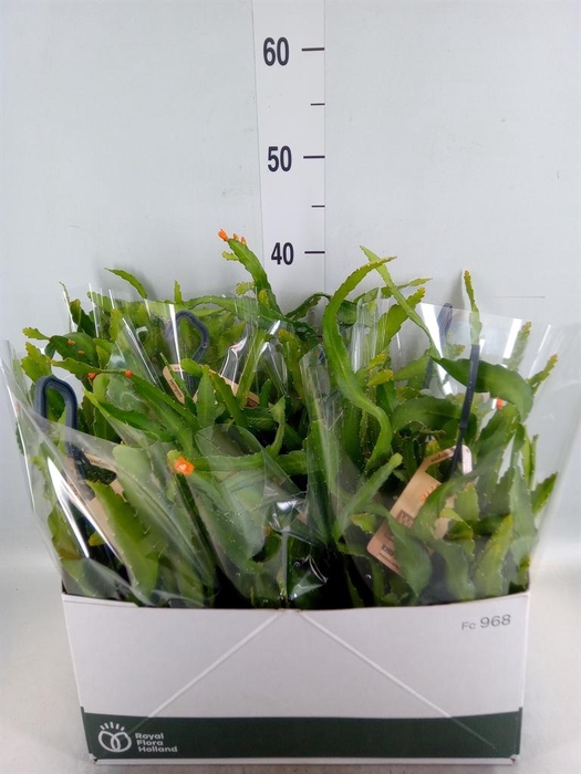 <h4>Rhipsalis   ...</h4>