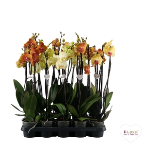 Phalaenopsis geel/oranje - 3 tak 70cm