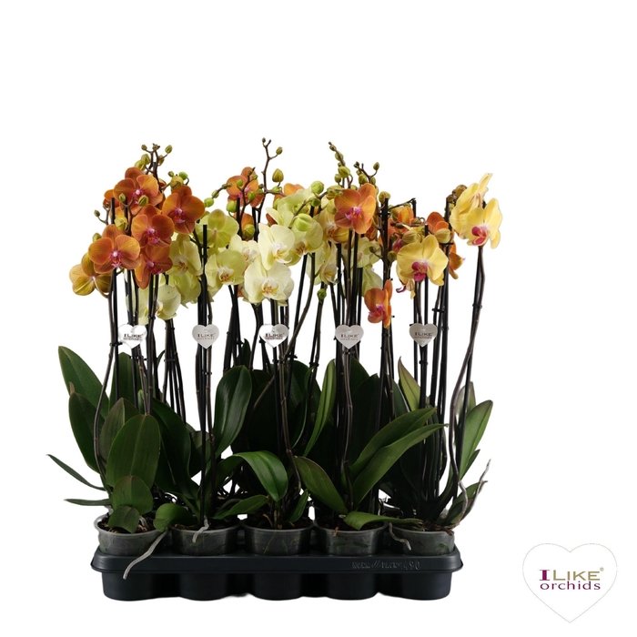 <h4>Phalaenopsis geel/oranje - 3 tak 70cm</h4>