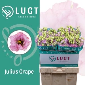 Lisianthus Julius Grape