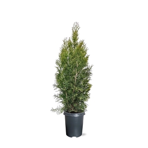 Thuja occidentalis 'Smaragd' (zonder etiket)