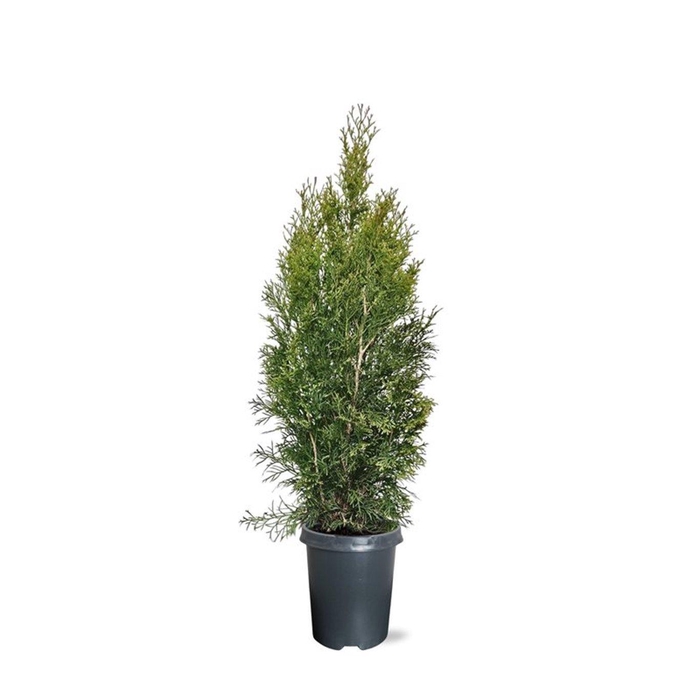 <h4>Thuja occidentalis 'Smaragd' (zonder etiket)</h4>