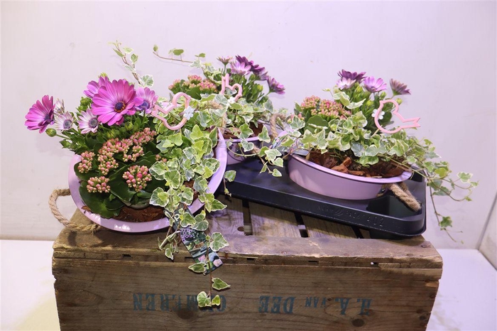 <h4>arr8 Arr Tuinplanten In Zinken Schaal</h4>