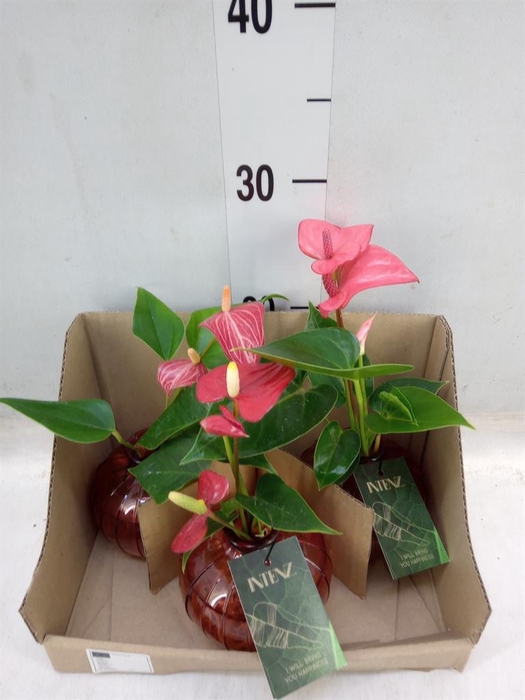 <h4>Planten  ..mix</h4>