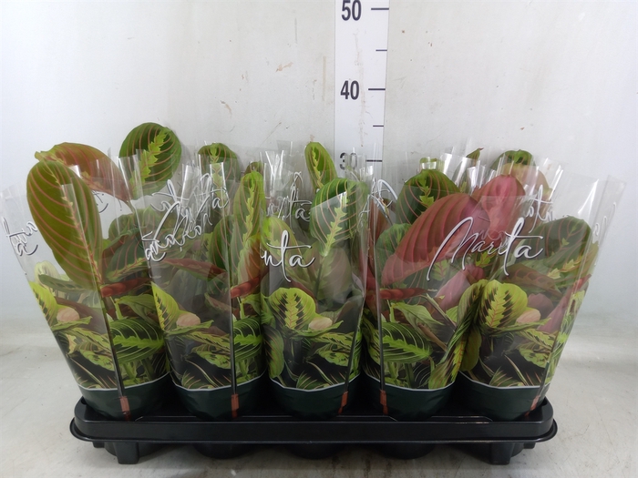 <h4>Maranta leuc. 'Fascinator'</h4>