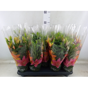Lilium asia.   ...mix