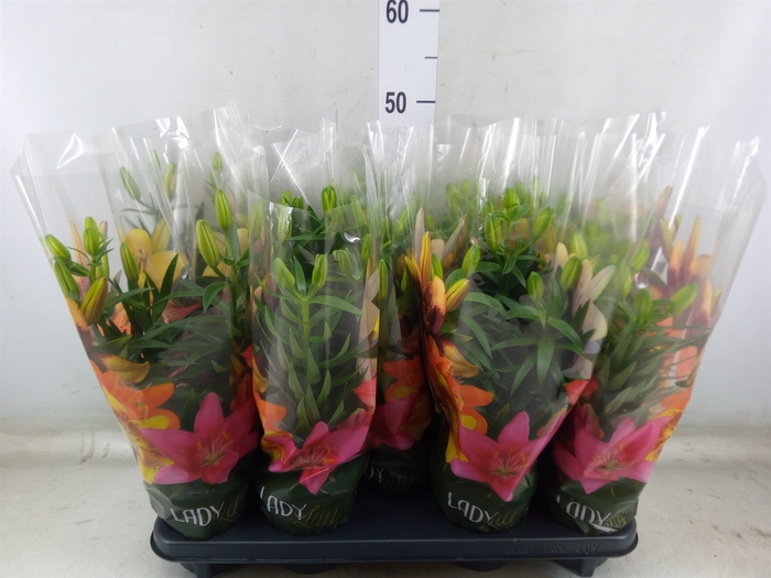 <h4>Lilium asia.   ...mix</h4>