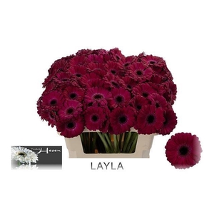 GERBERA MI 'LAYLA'