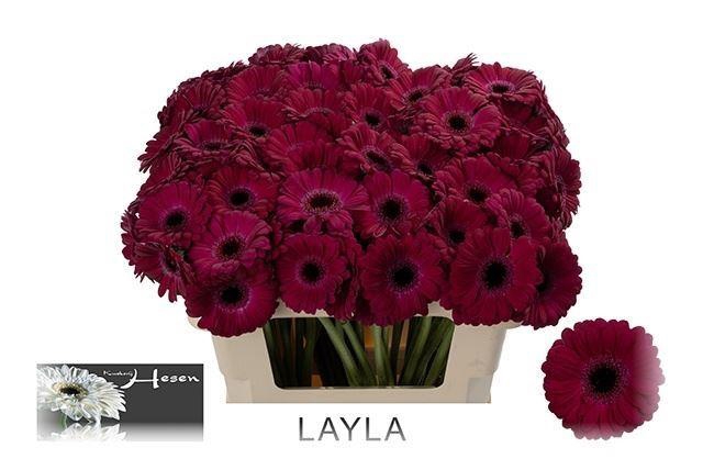 <h4>GERBERA MI 'LAYLA'</h4>