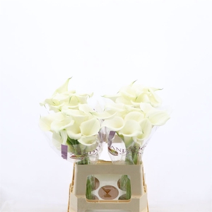 Calla White Art | Heavy Quality