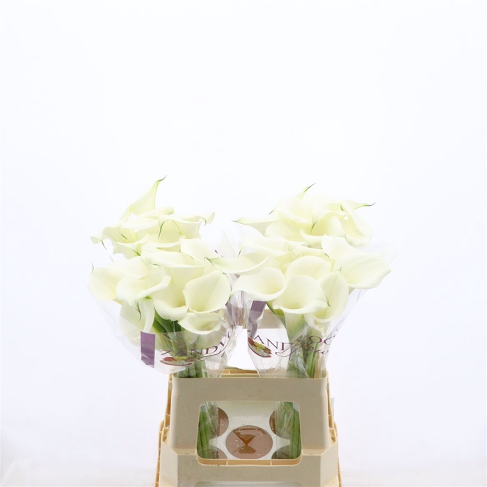 <h4>Calla White Art | Heavy Quality</h4>
