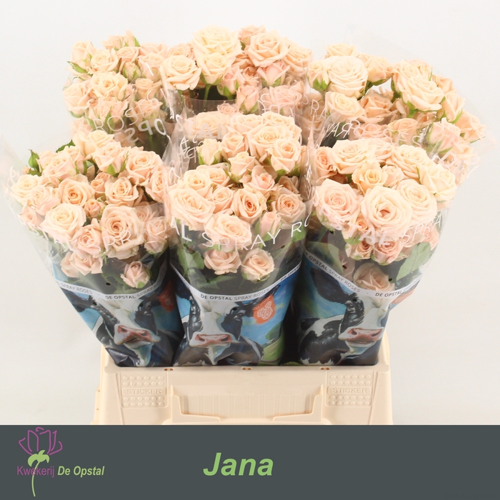 <h4>R tr Jana</h4>