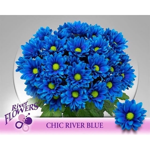 Chr tr Chic paint