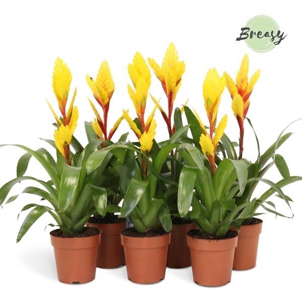 <h4>Vriesea Yellow</h4>