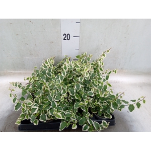 Ficus pumila   ...