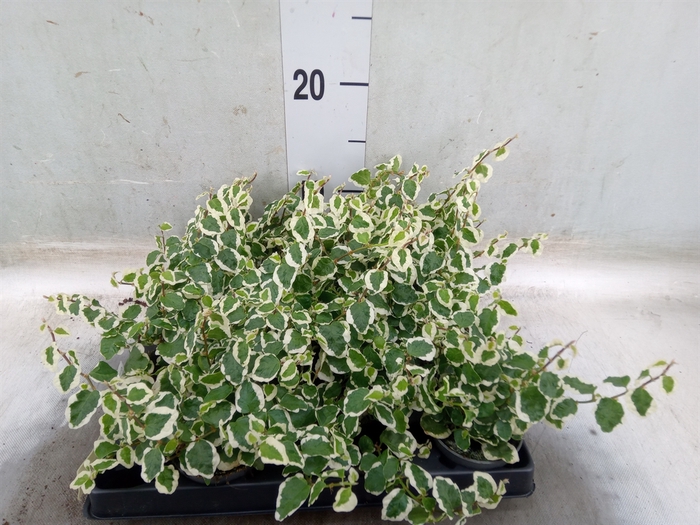 <h4>Ficus pumila   ...</h4>