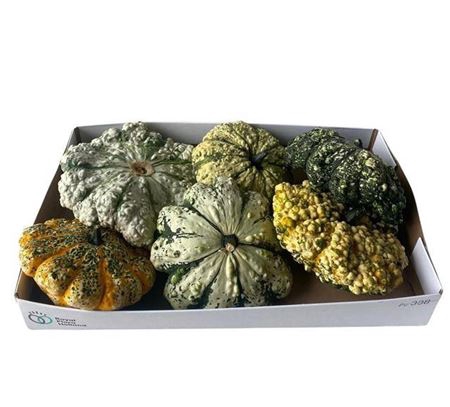 <h4>Sier Cuc P Pattisson Mixed X6</h4>