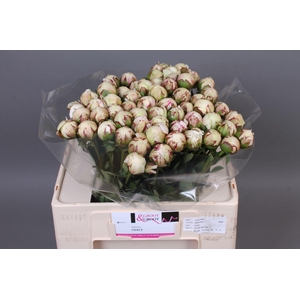 Paeonia Odile