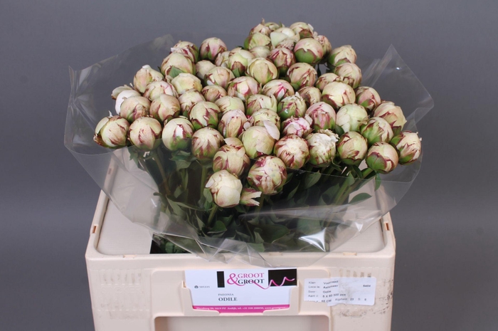 <h4>Paeonia Odile</h4>