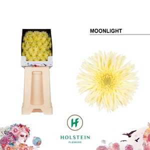 Germini Spider Moonlight Diamond