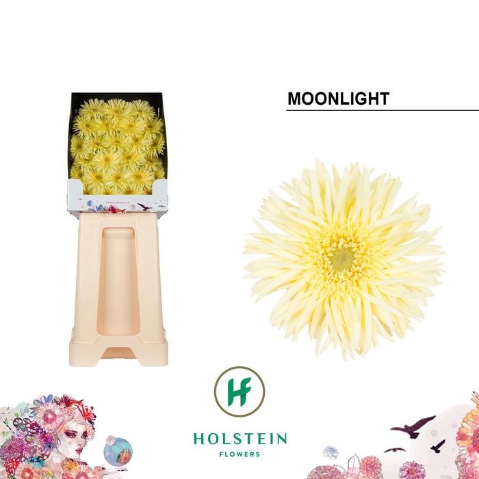 <h4>Germini Spider Moonlight Diamond</h4>