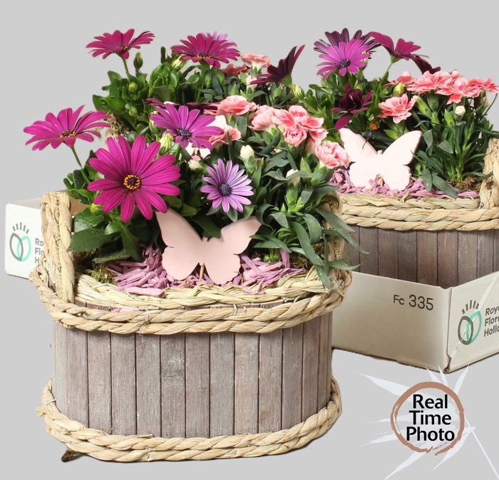 <h4>ARR TUINPLANTEN</h4>