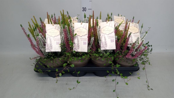 Calluna vulg.   ...