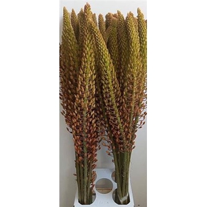 Eremurus Pinokkio
