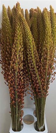 <h4>Eremurus Pinokkio</h4>