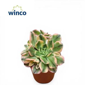 Aeonium Sweet Tea