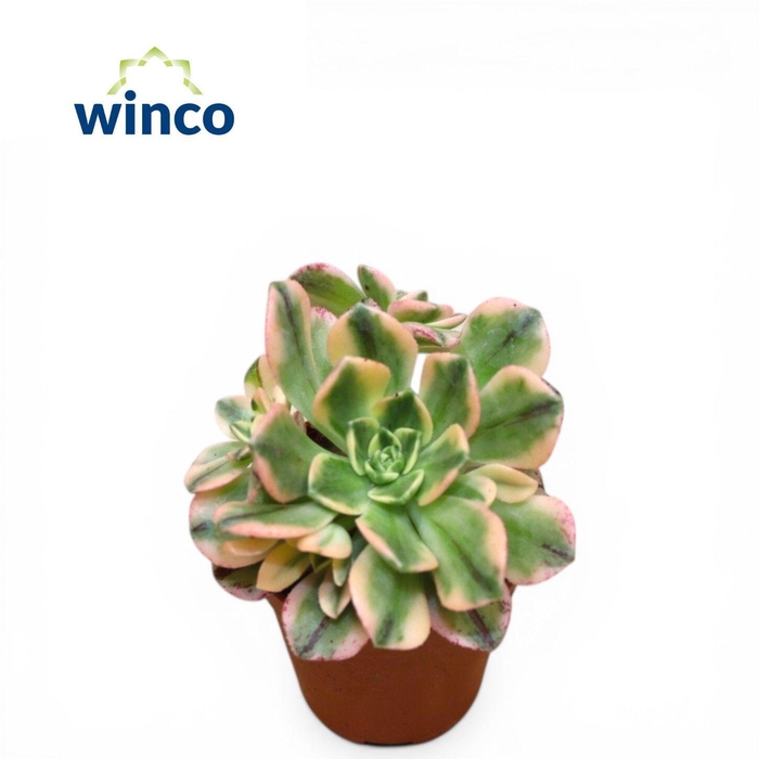 <h4>Aeonium Sweet Tea</h4>