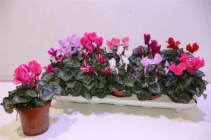 <h4>Cycl Md Sup Allure</h4>