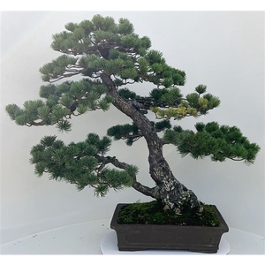 Pinus parviflora, pot 41cm. height 85cm. (single item)