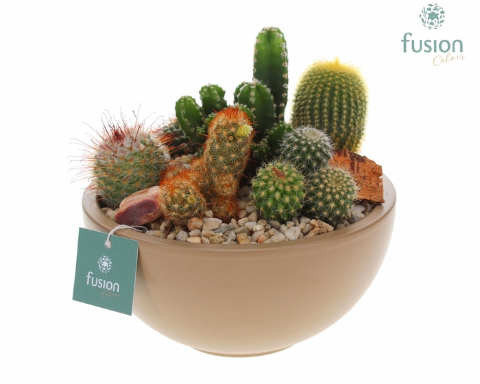 <h4>Schaal keramiek Moon Medium beige met Cactussen</h4>