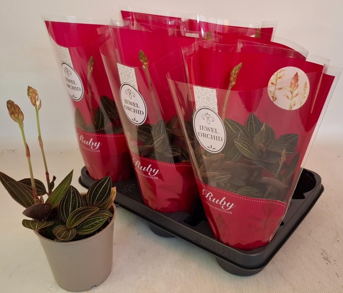 <h4>LUD DISCOLOR</h4>