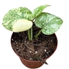Monstera deliciosa Thai Constellati