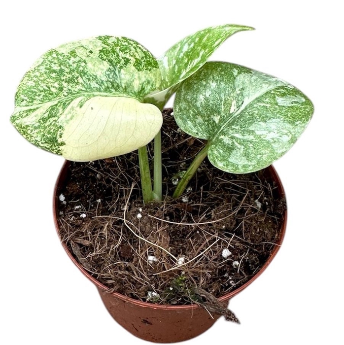Monstera deliciosa Thai Constellati