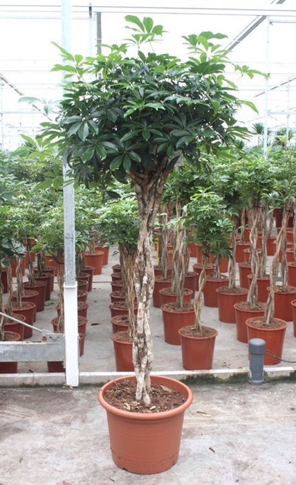 <h4>Schefflera Compacta</h4>